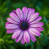vibrant purple daisy with pink stripes and dark center in soft focus greenery garden free photo.png