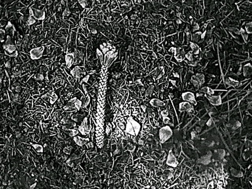 HNI 0098.jpg