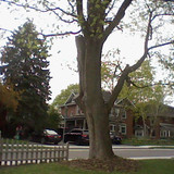 HNI 0055