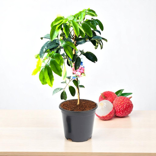 litchi plant grafted.jpg