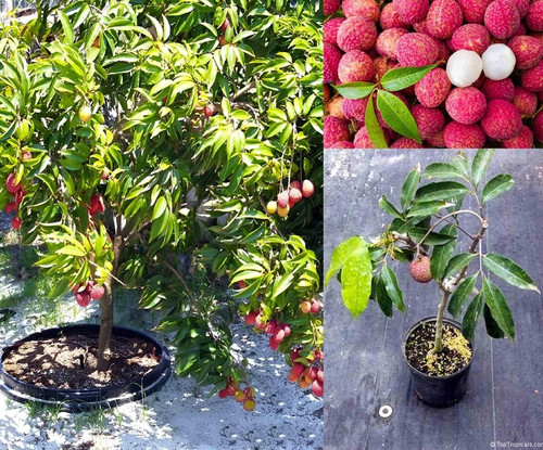 live litchi plant.jpg