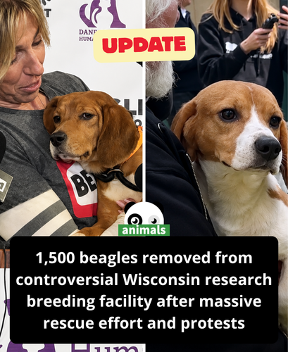 681. Welfare organizations complete transfer of hundreds of Ridglan Farms beagles.png