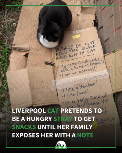680. Guy Spots ‘Stray’ Cat Huddled Up Outside Alone — Then He Sees The Note.png
