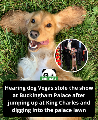 689. Royal family make friends with cocker spaniel, tearing up the Buckingham Palace lawn.png