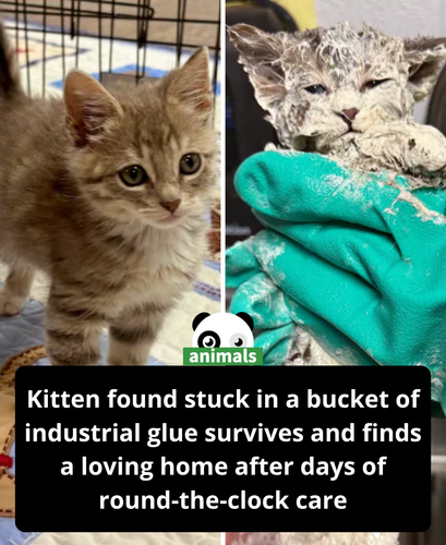 684. Elmer the kitten is now thriving after he was found in a bucket of glue.png