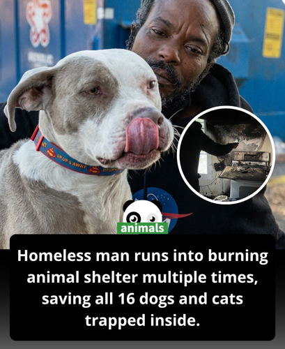 685. While on his way to pick up his own dog, Keith Walker spotted an animal shelter in flames and w.png