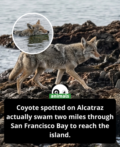 687. Researchers discover where coyote who made epic swim to Alcatraz really came from.png
