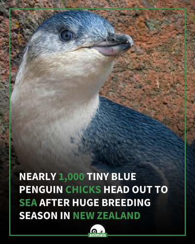688. It's been a hard week for the ocean, and we couldn't wait to bring you some good news. FINALLY!.png