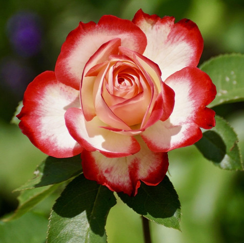 rose 2417334 1920.jpg