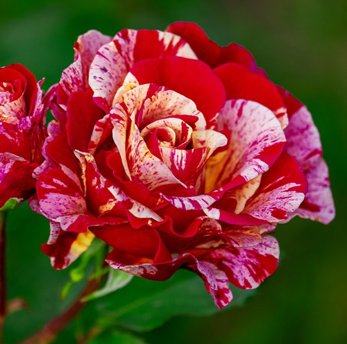 rose 3437234 1920.jpg