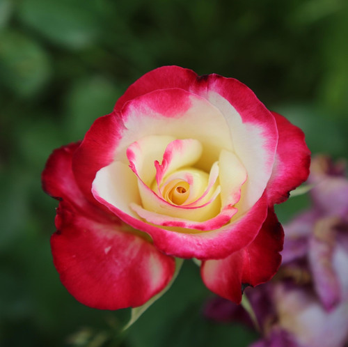 rose 3471111 1920.jpg
