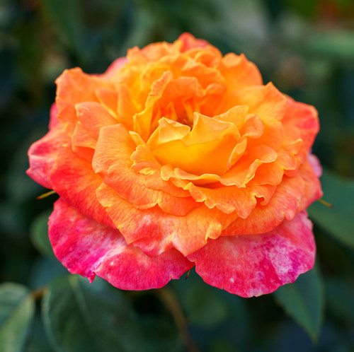A closeup shot of a cute rose under the sunlight.jpg
