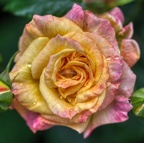 flower 6318951 1920.jpg