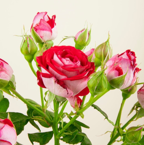 side view bouquet colorful roses flowers with rose buds white background 141793 7962.jpg