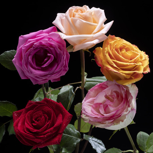 close up rose flower details.jpg