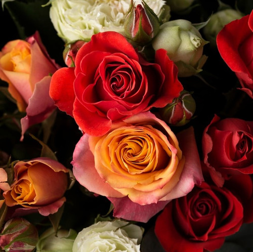 flat lay beautifully bloomed colorful rose flowers 23 2149005526.jpg