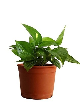 paryavaraan money plant green po (2).jpg