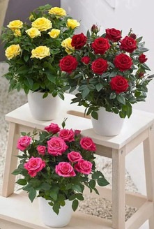 yes perennial yes hybrid rose pl.jpg