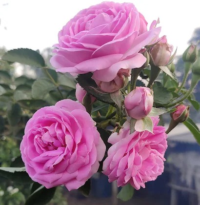 zomoloco rose plantgulab plantde.jpg