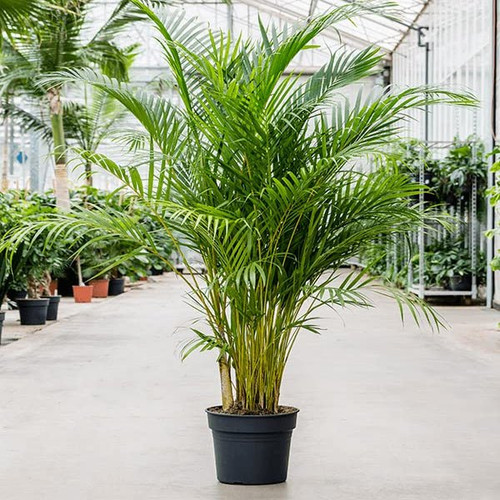 areca.jpg