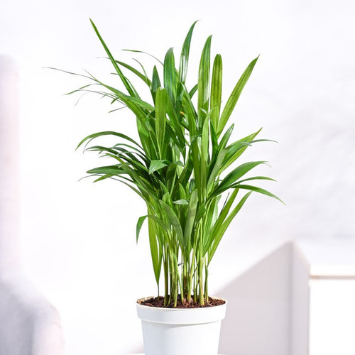 medium gropot ivory areca palm plant 32515461578884.jpg