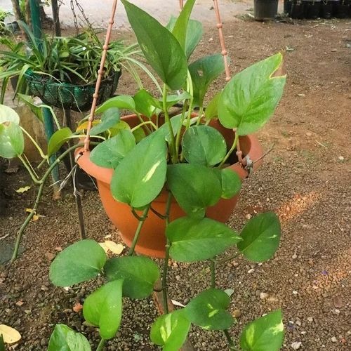money plant 500x500.jpg