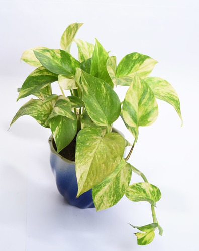 yes annual no money plant 3002 1.jpg
