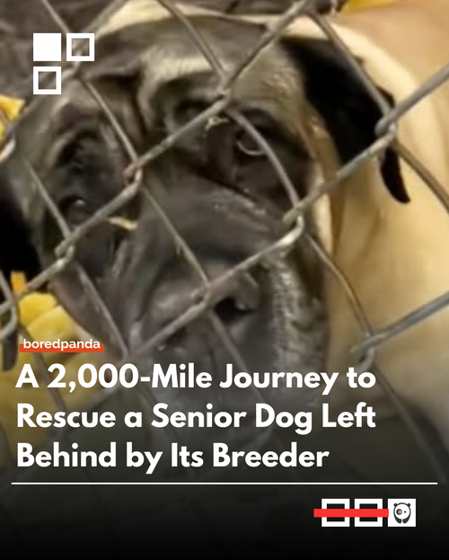 dog.png