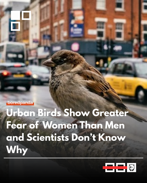urban bird.png