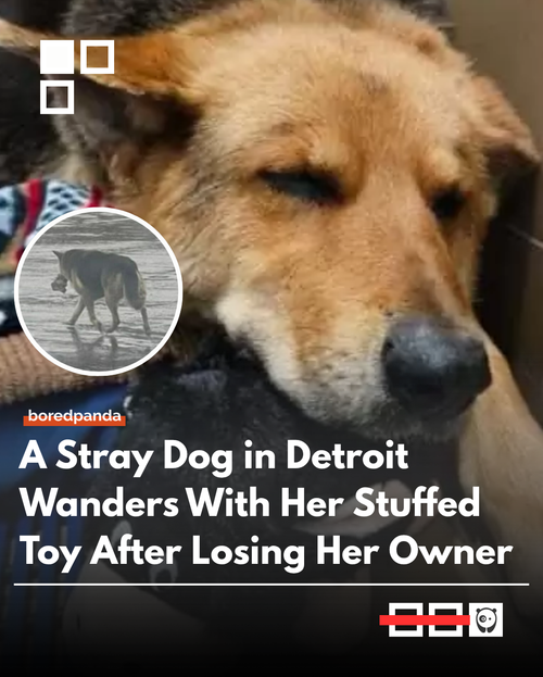 Doggo.png