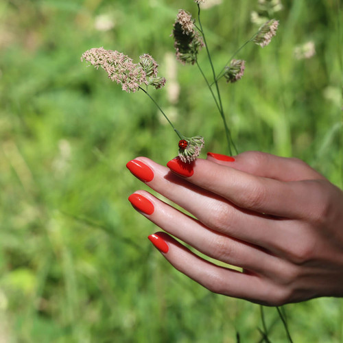 Red Coral 3.jpg