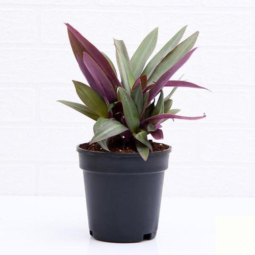 rhoeo plant oyster plant.jpg