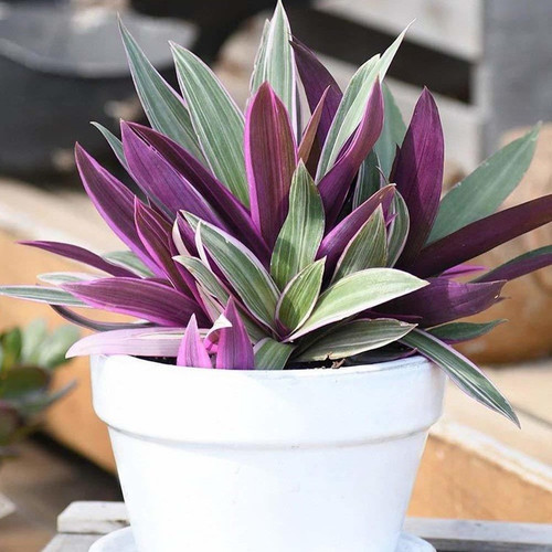 yes annual yes rhoeo variegated.jpg