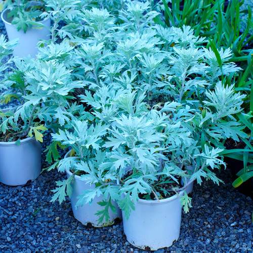 SilverLiningWormwood 2.jpg
