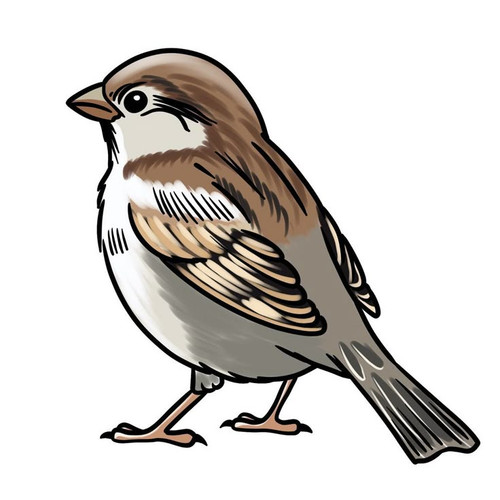 How to Draw a Sparrow A Step by Step Tutorial.jpg