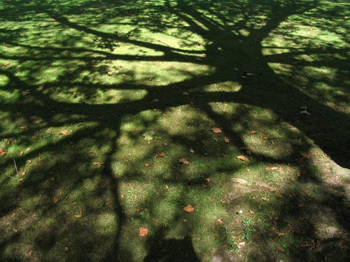 sombra del arbol los sueños de catalina.jpg