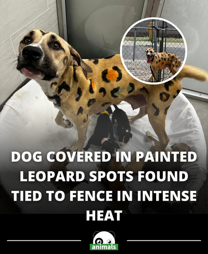 694. Investigator Finds Dog Tied To Fence In Hot Sun — And Covered In Leopard Spots.png