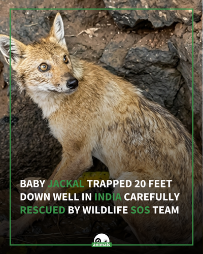697. When our producer Erica came across a rescue she’d never seen in her four years at The Dodo, sh.png