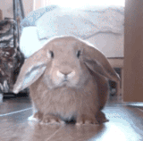 IMG 4691.gif
