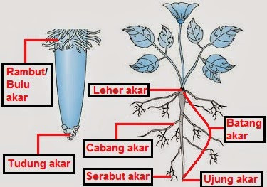 BAGIAN AKAR.jpg