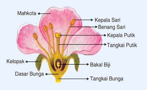 Bagian bunga.jpg