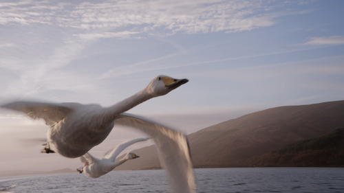David.Attenboroughs.Conquest.Of.The.Skies.S01E02.Rivals.2160p.NOW.WEB DL.DDP5.1.H.265 RAWR.0:37:45.png