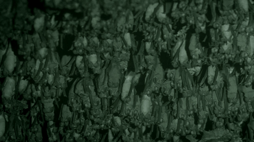 David.Attenboroughs.Conquest.Of.The.Skies.S01E03.Triumph.2160p.NOW.WEB DL.DDP5.1.H.265 RAWR.0:38:14.png