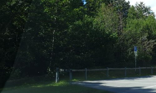 forest left tmp.jpg