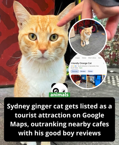 693. In Sydney, Australia, a friendly orange cat became an unexpected local celebrity after locals l.png