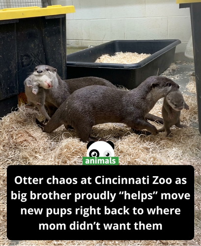 692. An otter’s attempt to be a helpful big brother went awry as he moved his mom’s new pups right b.png