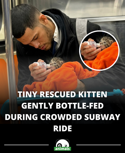 696. A heartwarming moment on a subway ride is touching people online after passengers noticed a man.png