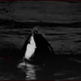 sharkbyte.gif