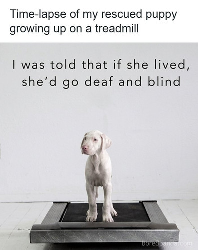 puppy growing up (1).jpg