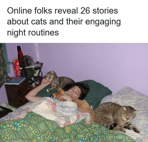 what cats do at night (1).jpg